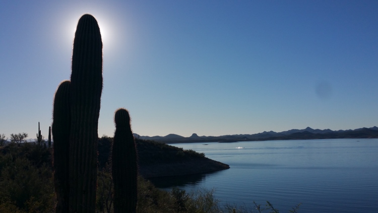 saguaro silohuette